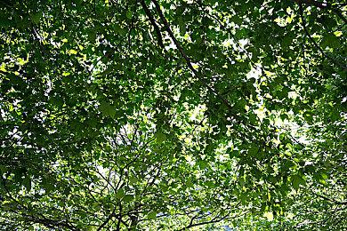 虚幻5重制《上古卷轴5》裂谷城 美得令人难以置信