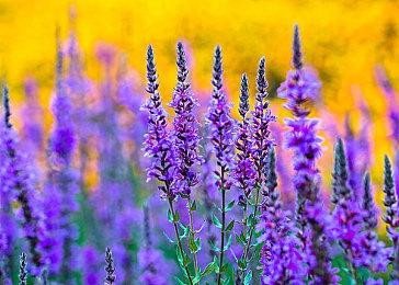 Bungie确认Lance Reddick将在未来的《命运》内容中出现